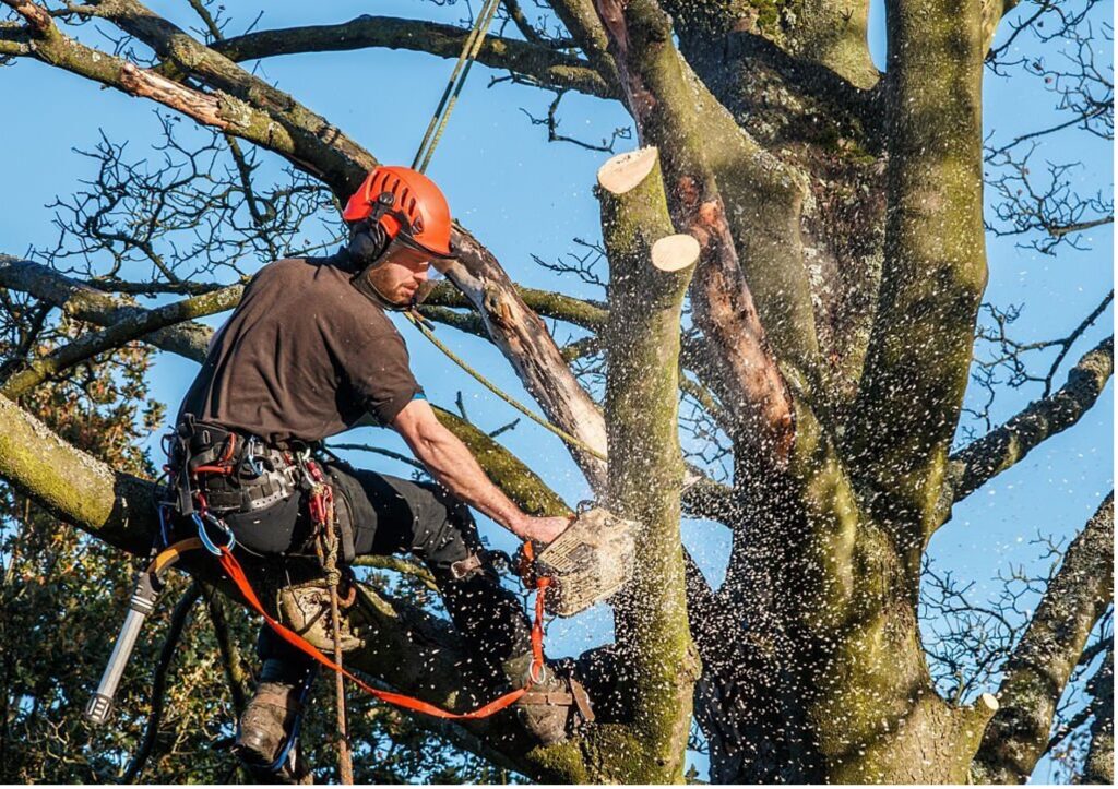Baumpflege Baumschnitt Ingolstadt